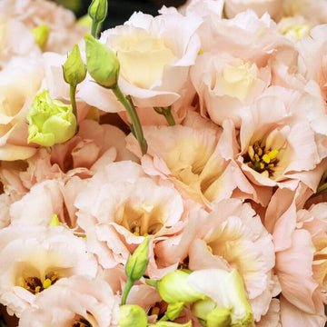 Lisianthus Seeds