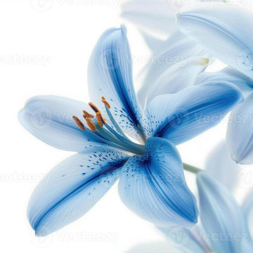 Blue Lily Seeds – Flower Plant