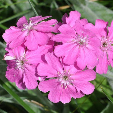 Lychnis Seeds – Flos-Jovis