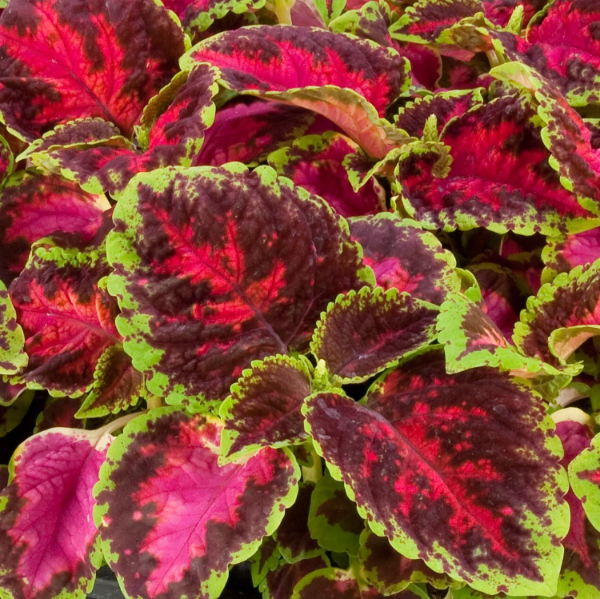 Ruby Ruffles Coleus Fairway Ruby Coleus Seeds | Red Foliage