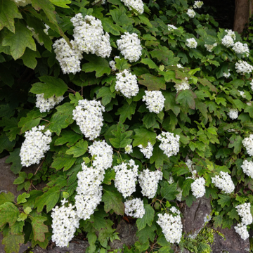 Oakleaf Hydrangea Seeds – Hardy