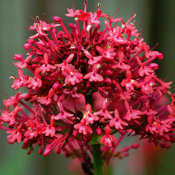 Red Valerian Seeds – Perennial