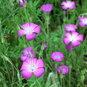 Common Corncockle Seeds – Flower Plant