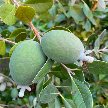 Pineapple Guava Seeds
