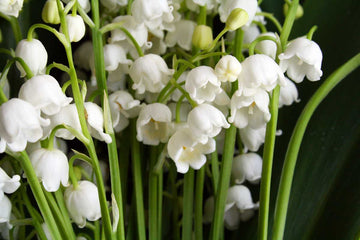 Lily of the Valley Seeds