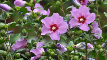 Rose of Sharon Seeds - Pink