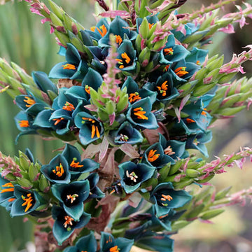 Sapphire Tower Seeds