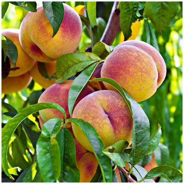 Peach Seeds – Dwarf