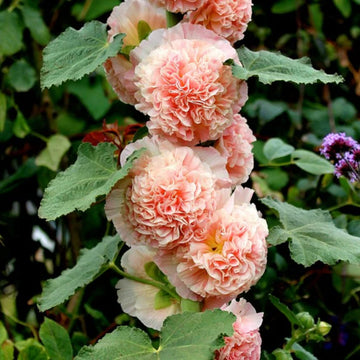 Bride's Bouquet Double Hollyhock Seeds – Flower Plant