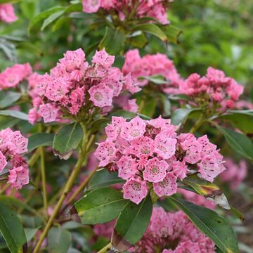 Mountain Laurel Seeds – Kalmia Latifolia