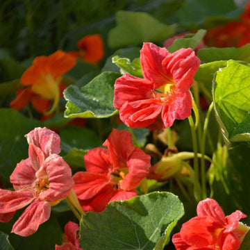 Nasturtium Seeds – Cherry Rose Jewel