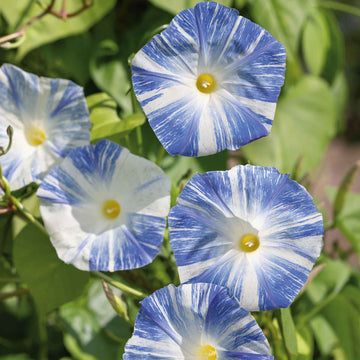 Morning Glory Seeds – Flying Saucers