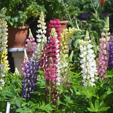 Lupine Seeds – Mixed Colors