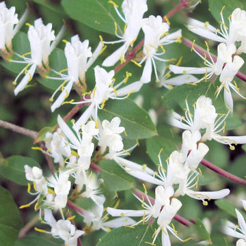 Honeysuckle Seeds – Winter