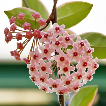 Hoya Seeds – Carnosa