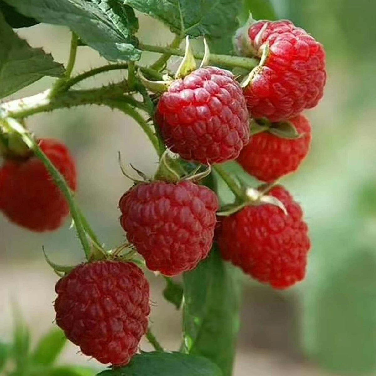 Gw2 Raspberry Seeds Berry Seeds - Raspberry Heirloom