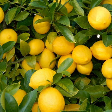 Lemon Tree Seeds - Dwarf