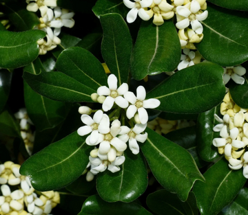 Pittosporum Seeds – Tobira