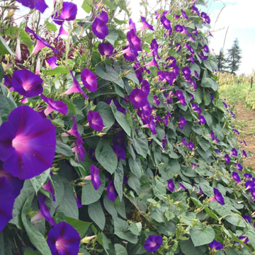 Morning Glory Seeds – Purple
