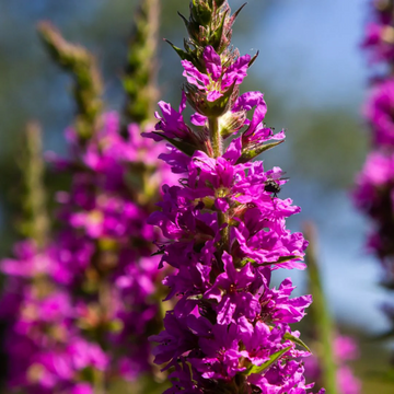 Purple Loosestrife Seeds