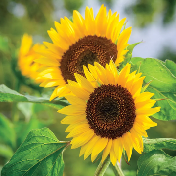 Gigantic Titan Sunflower Seeds - Flower Plant