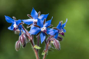 Edible Blue Borage Seeds – Flower Plant
