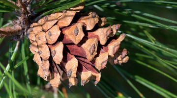 Eastern White Pine Seeds – Fruit Plant
