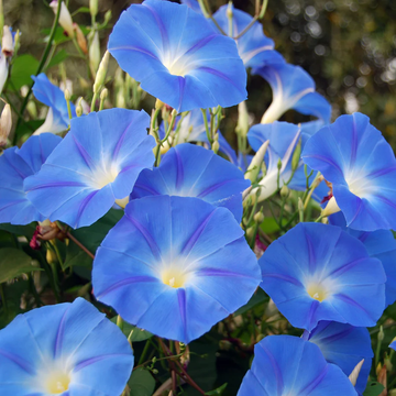 Morning Glory Seeds – Blue