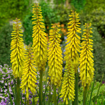 Hot Poker Seeds – Bright Yellow
