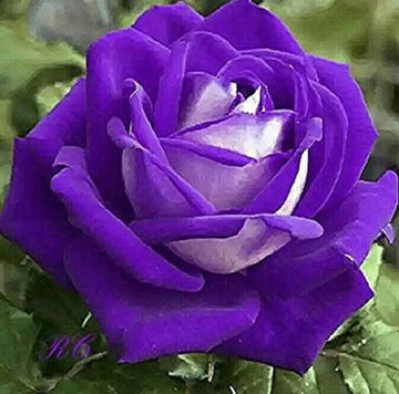 Rose Seeds – White Purple