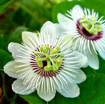 Passiflora Foetida Seeds – Alba
