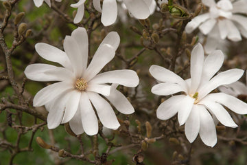 Magnolia Seeds – Star