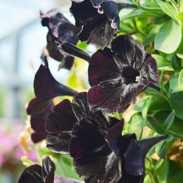 Petunia Seeds – Black