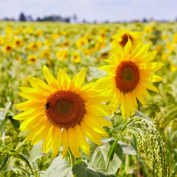 Sunflower Seeds - Peredovik
