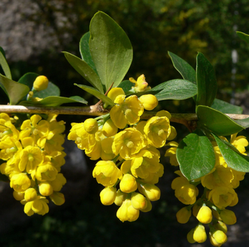 Indian Barberry Seeds – Berberis Aristata