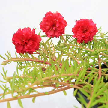 Portulaca Grandiflora Seeds – Red