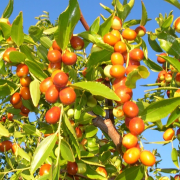 Jujube Seeds