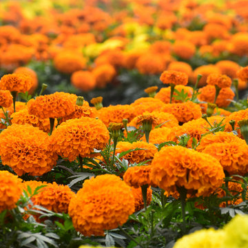 Marigold Seeds – Vibrant Bloom