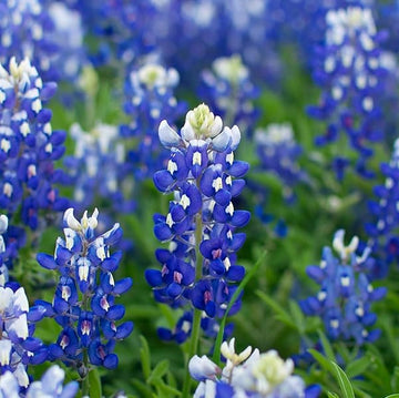 Lupine Seeds – Texas Bluebonnet