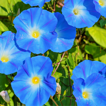 Morning Glory Seeds – Heavenly Blue