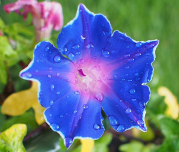 Blue Picotee Morning Glory Seeds – Flower Plant
