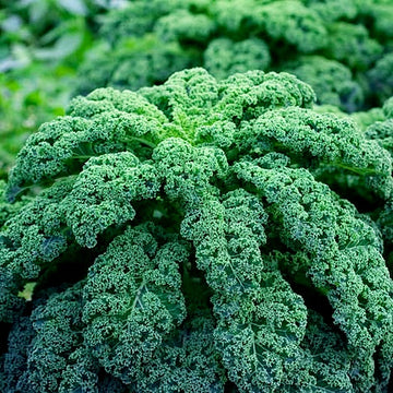 Kale Seeds – Borecole Winterbor