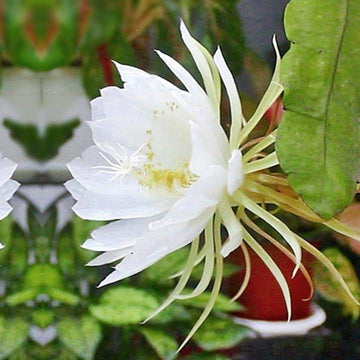 Queen of The Night Seeds