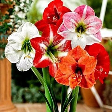 Amaryllis Seeds – Indoor Garden