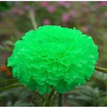 Marigold Seeds – Green