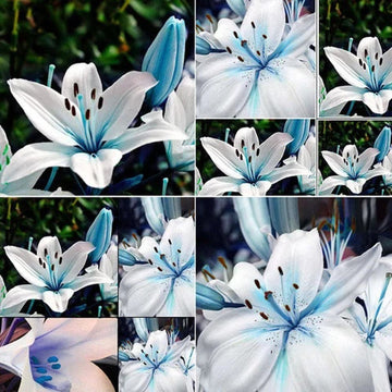 Lily Seeds – Blue