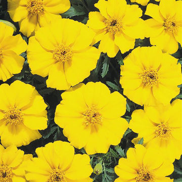 Marigold Seeds – French Disco Yellow