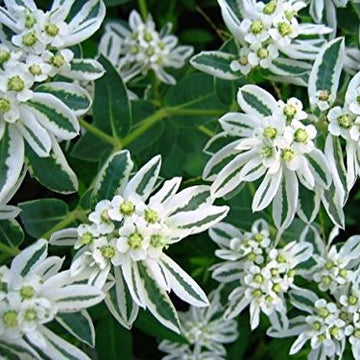 Snow on The Mountain Seeds