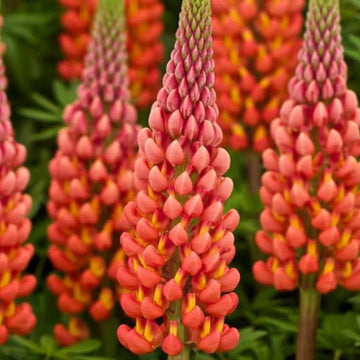 Lupine Seeds – Wildflower Orange