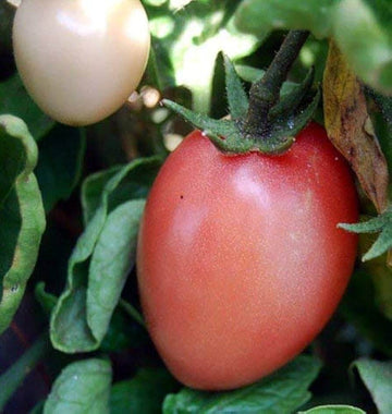 Tomato Seeds – Thai Pink Egg